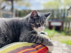 Willow